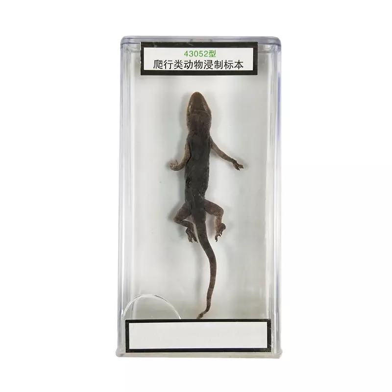 壁虎标本