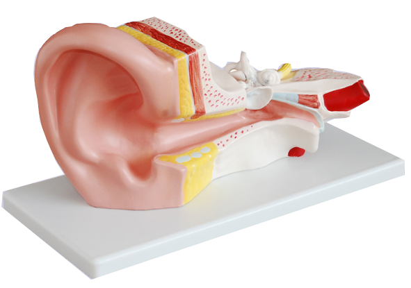 耳解剖模型