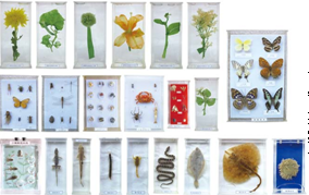 各类植物昆虫标本