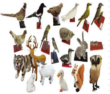 各种动物标本