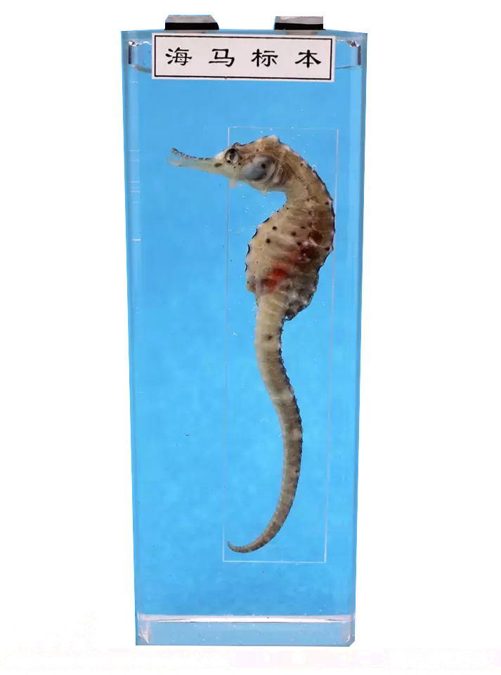 海马标本