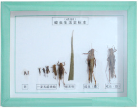 蝗虫生活史