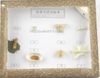家蚕生活史