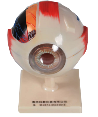 眼球解剖模型