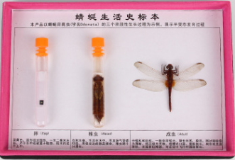 蜻蜓标本