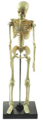 人体骨骼模型