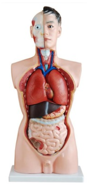 人体躯干模型